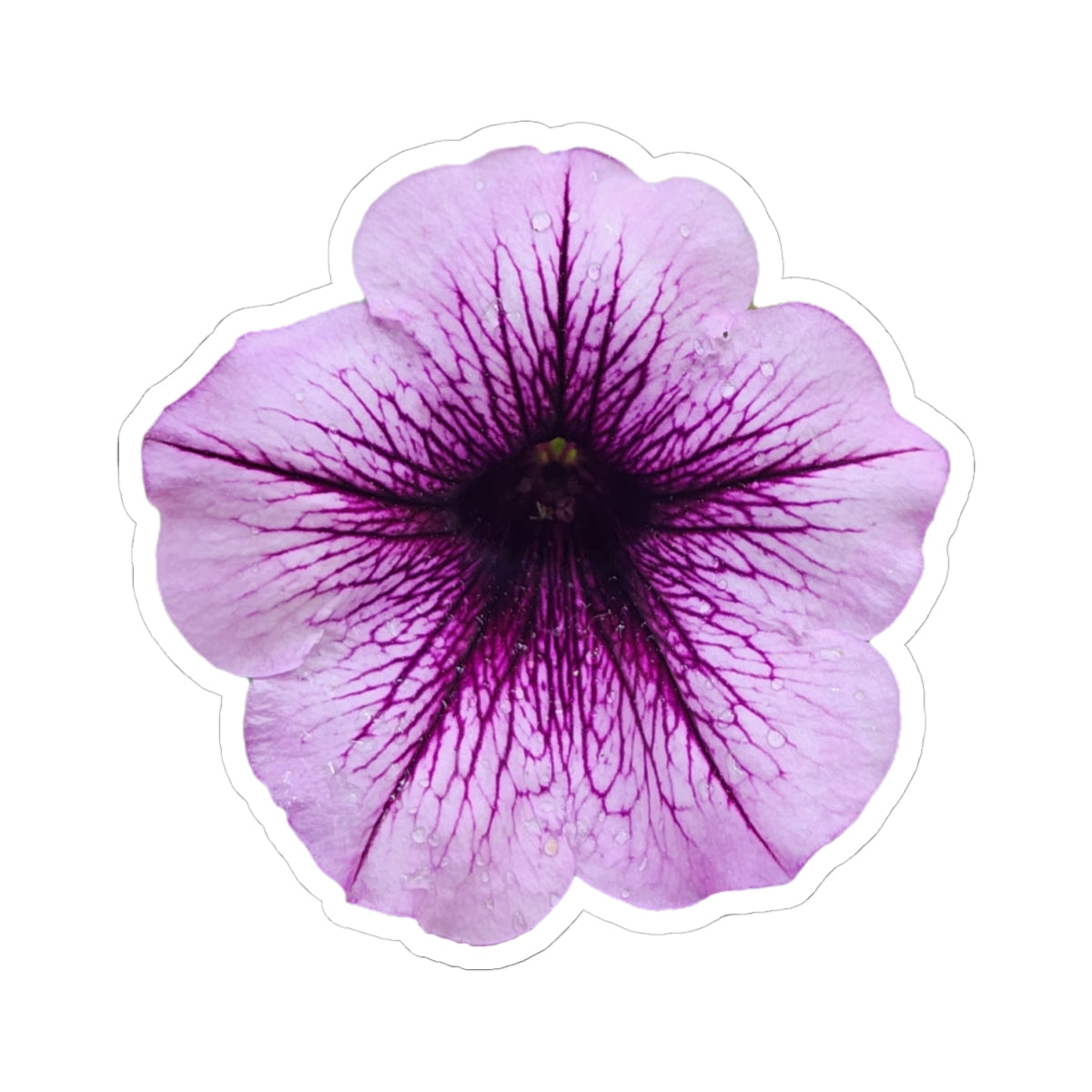 Petunia Sticker
