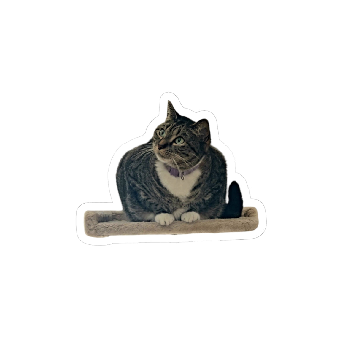 Curious Cat Outline Sticker