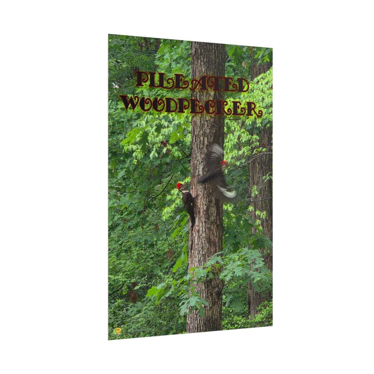 Pileated Woodpecker Poster