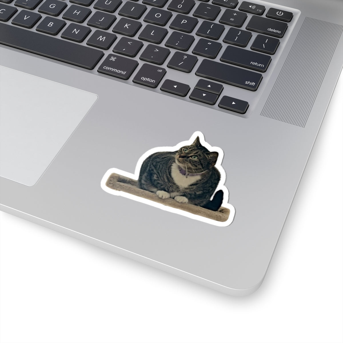 Curious Cat Outline Sticker
