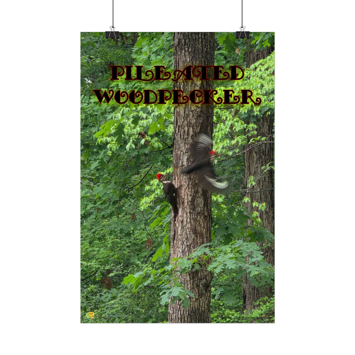 Pileated Woodpecker Poster