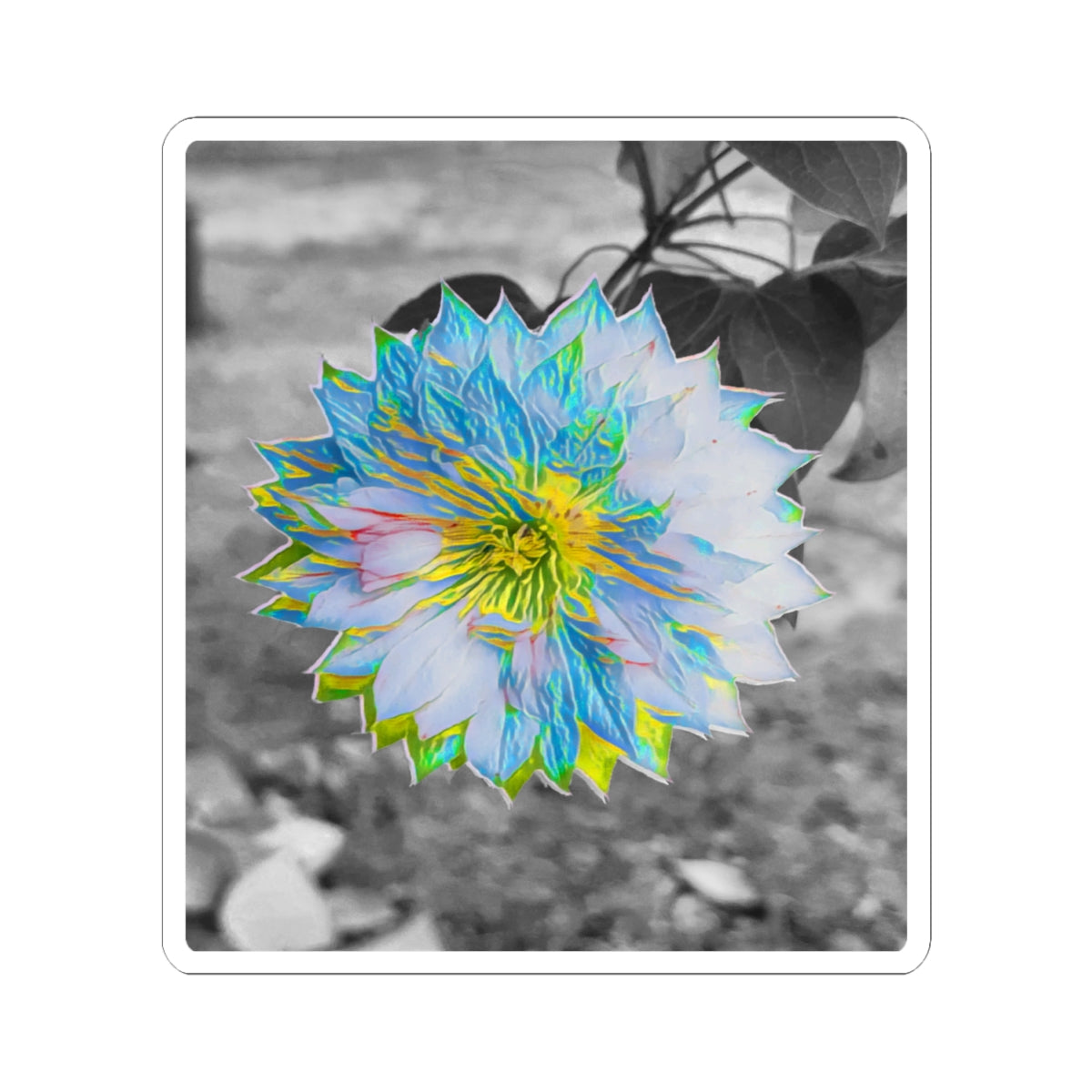 Double Clematis on Black and White Sticker