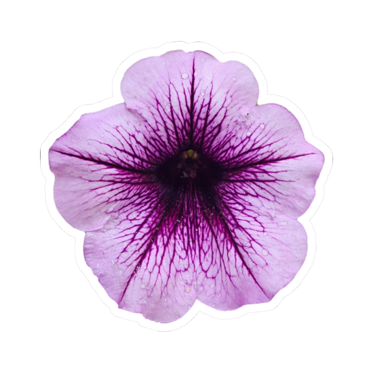 Petunia Sticker