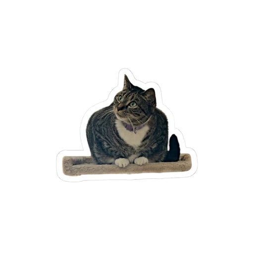 Curious Cat Outline Sticker