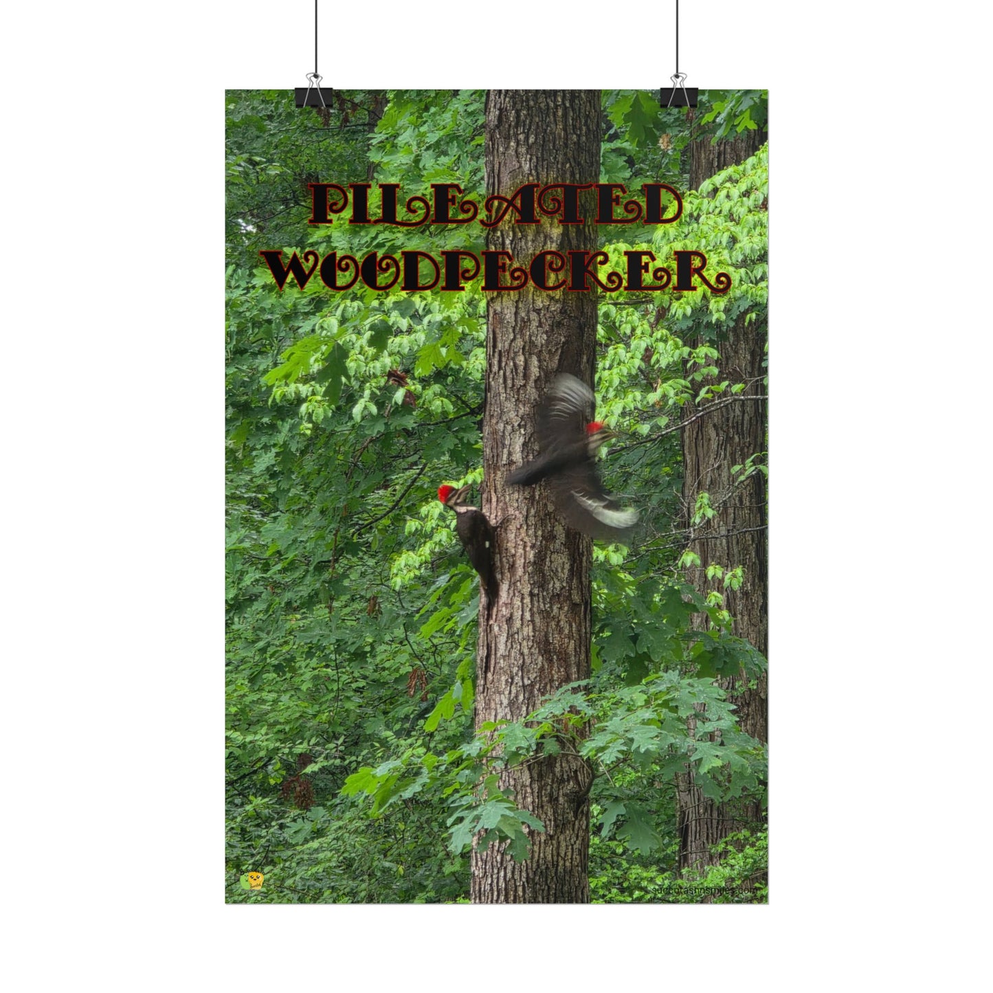 Pileated Woodpecker Poster