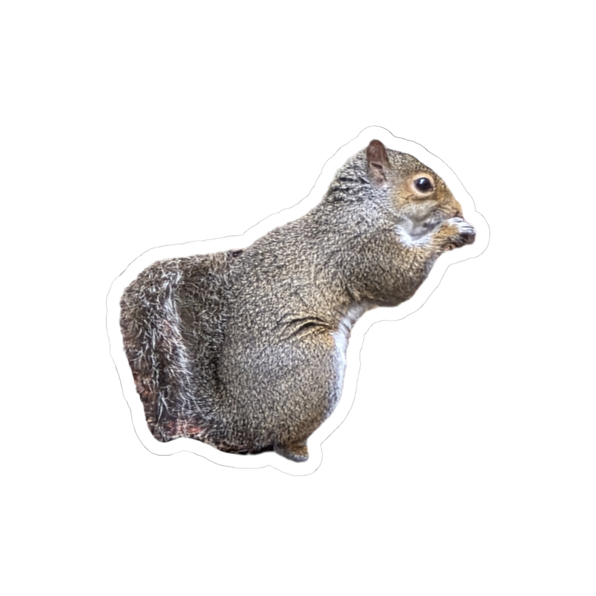 Squirrel Sticker
