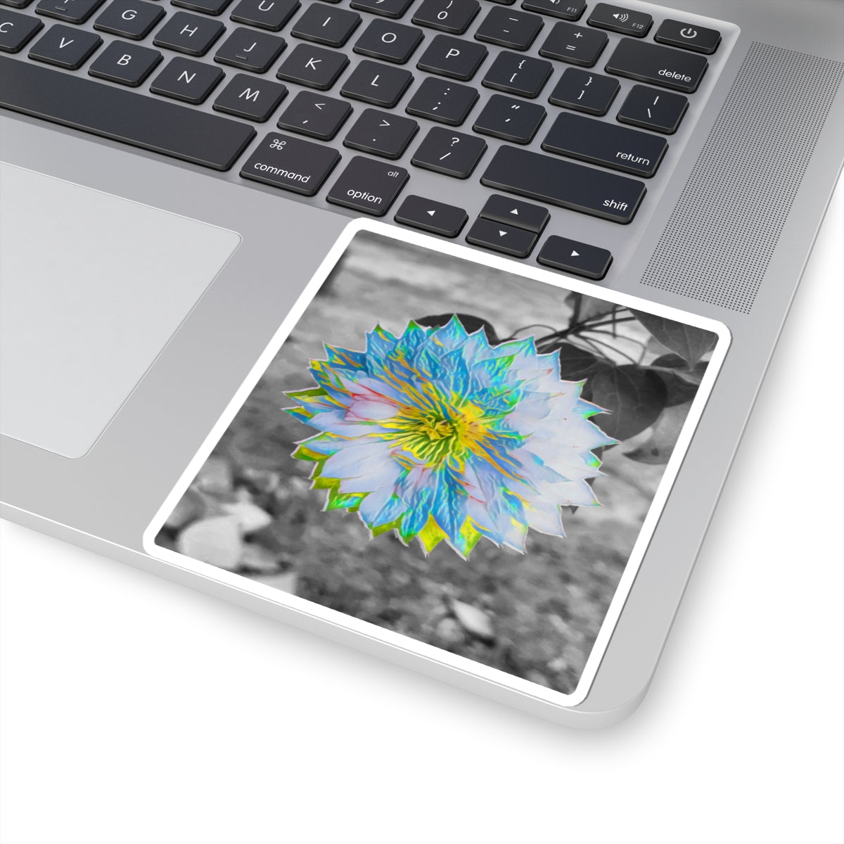 Double Clematis on Black and White Sticker