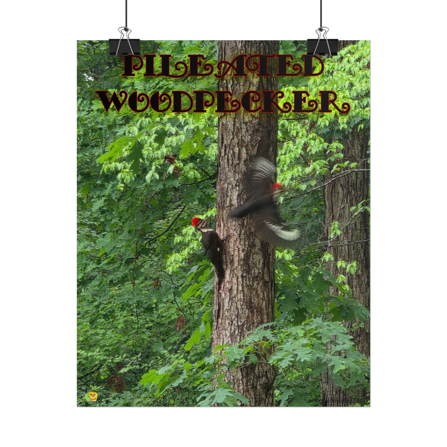 Pileated Woodpecker Poster