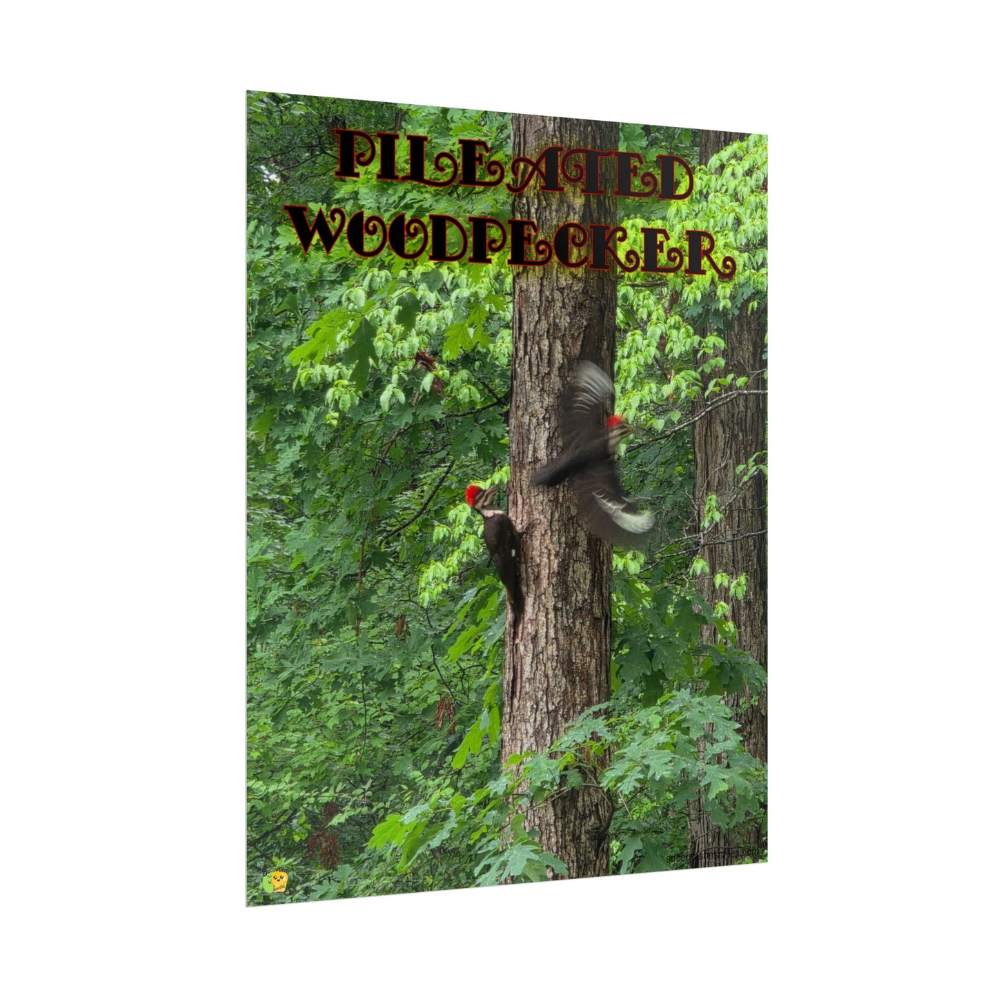 Pileated Woodpecker Poster