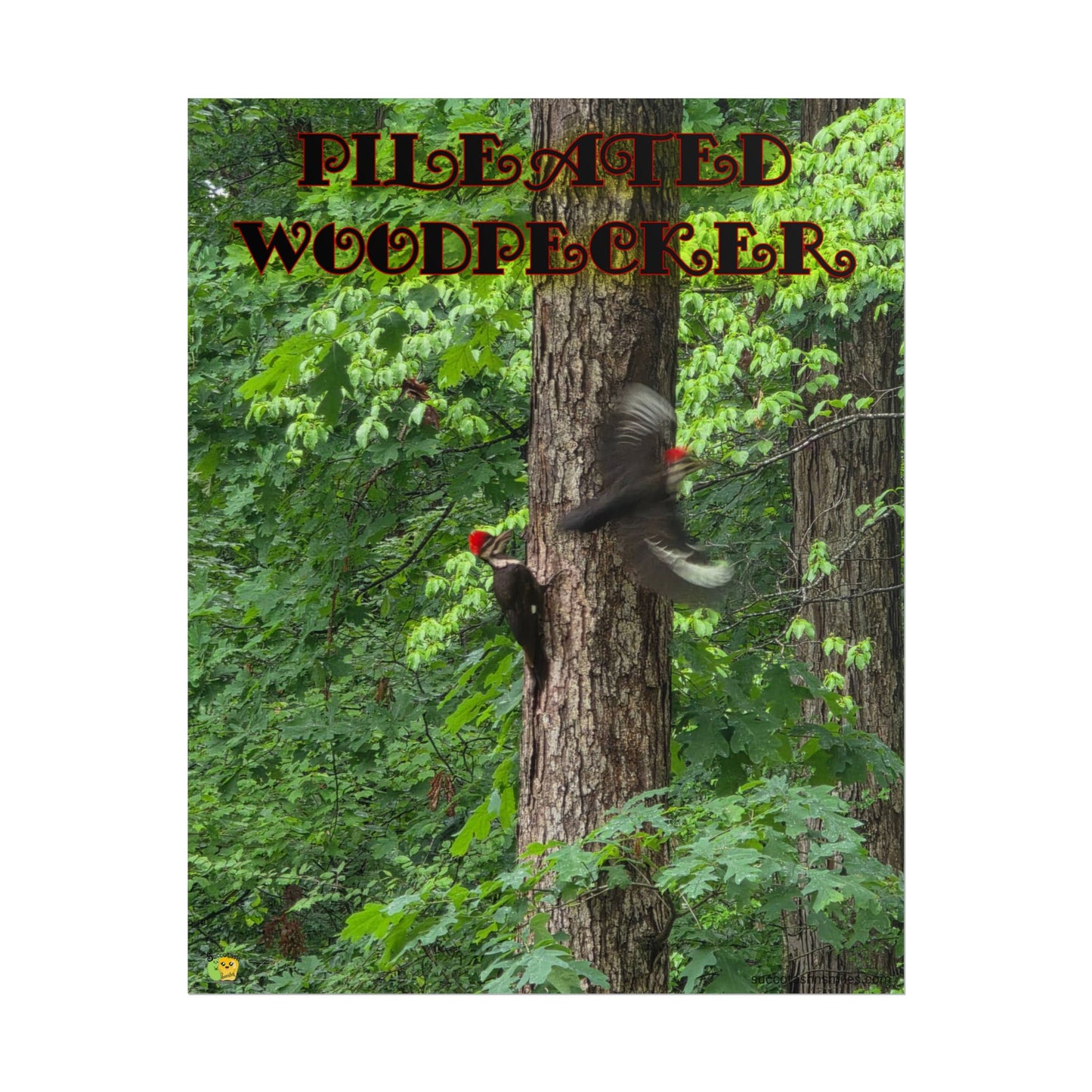 Pileated Woodpecker Poster