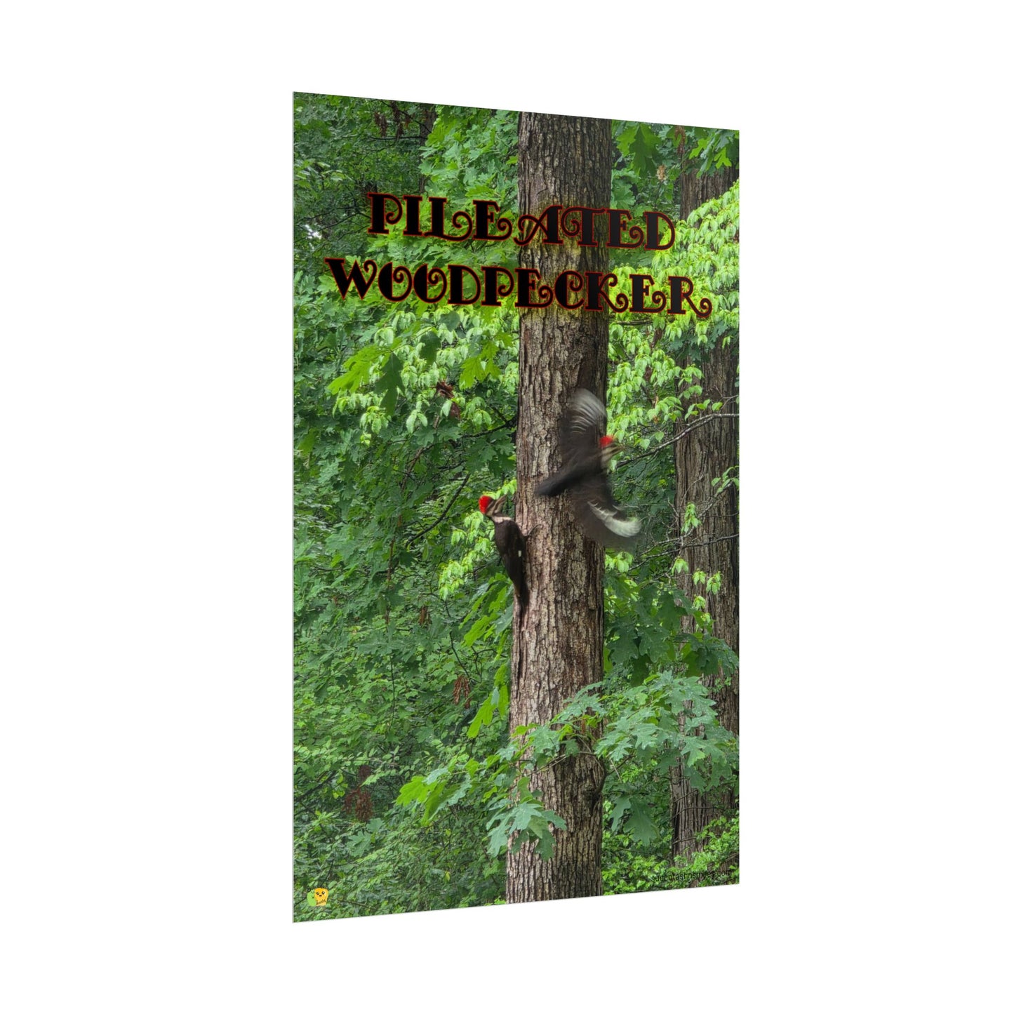 Pileated Woodpecker Poster