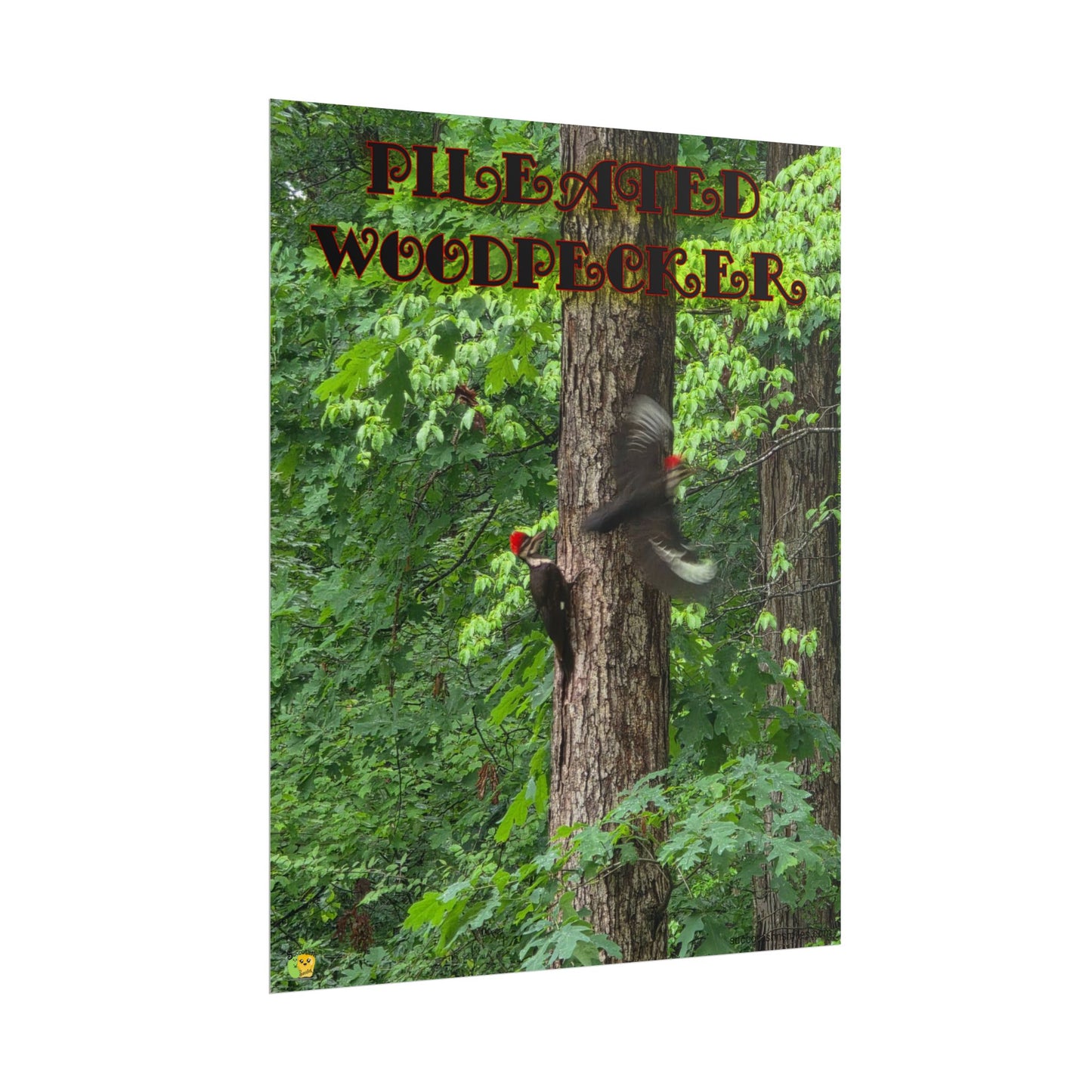 Pileated Woodpecker Poster