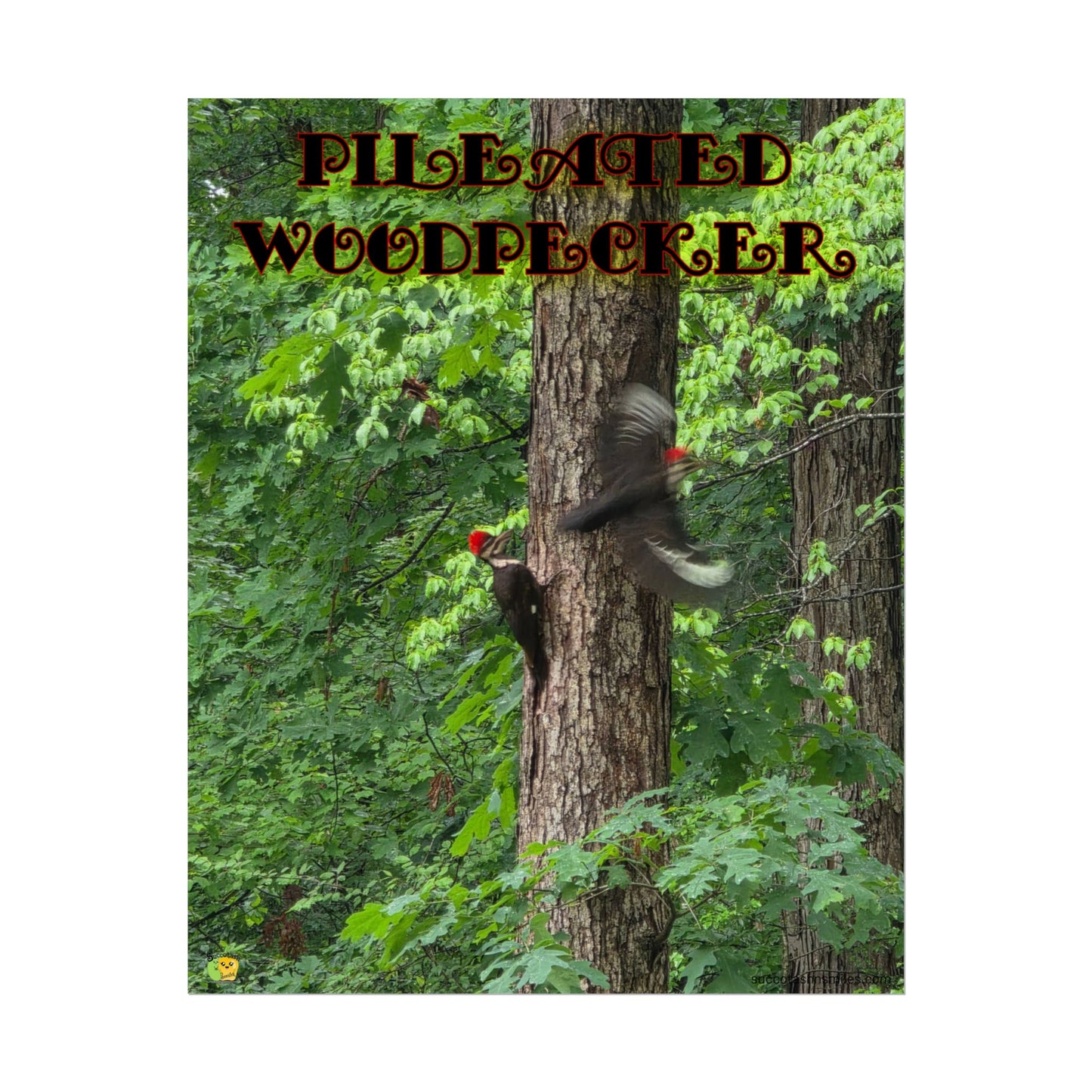 Pileated Woodpecker Poster