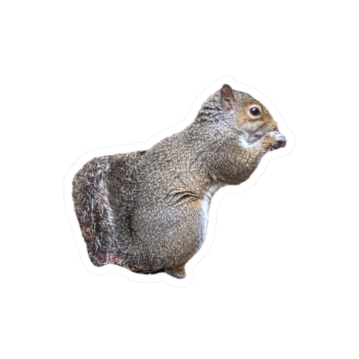 Squirrel Sticker